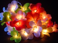 Mixed Tropical Coloured Frangipani Flower - fairy lights - 35 LED bulbs per string